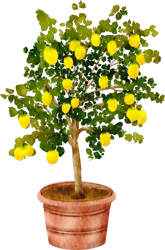 lemon tree